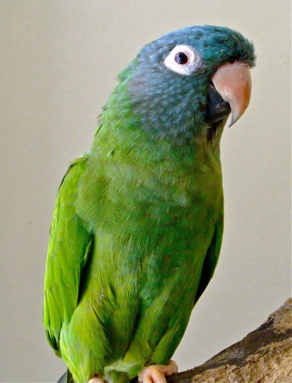 Blue Crowned Conure