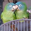 Blue Crowned Conure