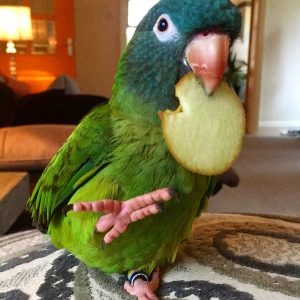 Blue Crowned Conure