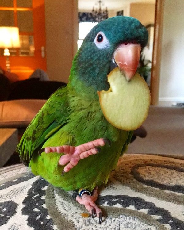 Blue Crowned Conure