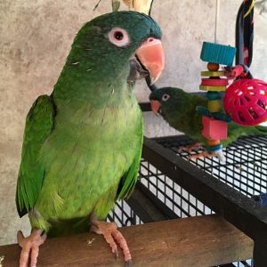 Blue Crowned Conure