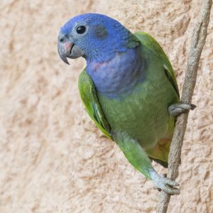 Blue Headed Pionus 2