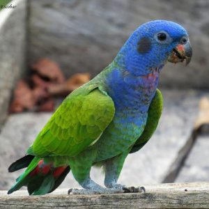 Blue Headed Pionus 3