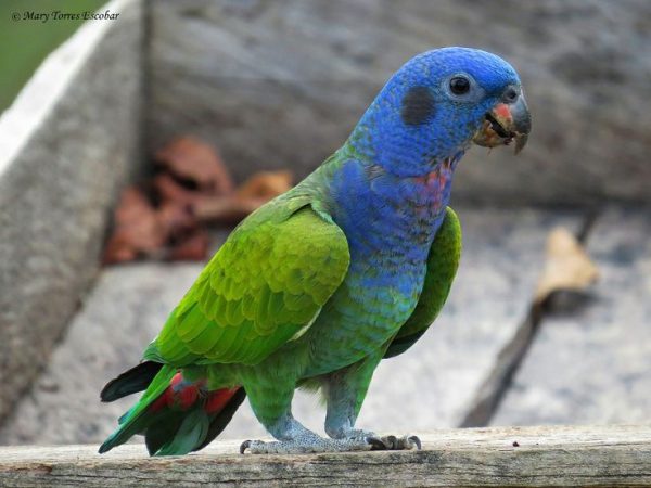 Blue Headed Pionus 3