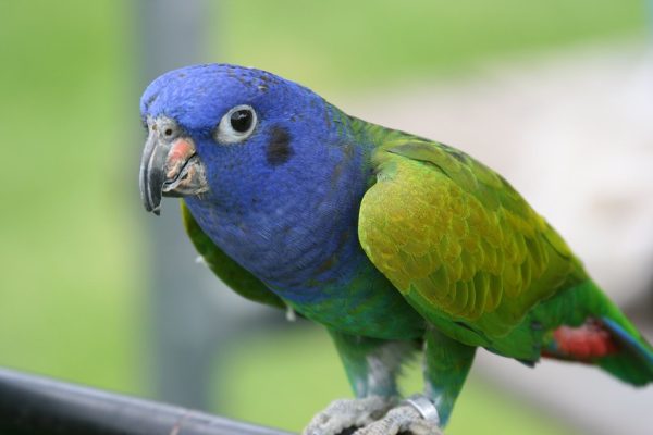 Blue Headed Pionus