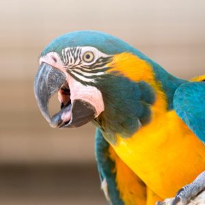 Blue Throated Macaw