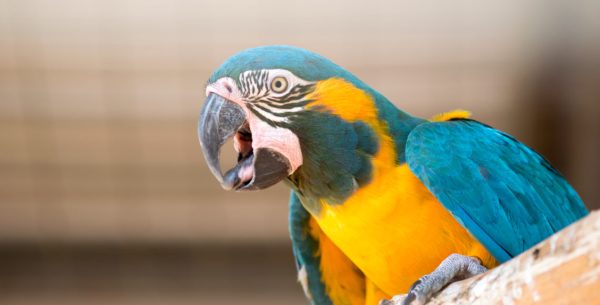 Blue Throated Macaw