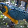 Blue Throated Macaw