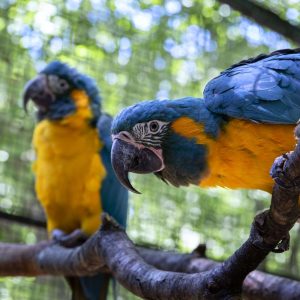 Blue Throated Macaw 2