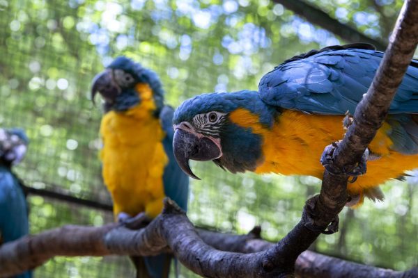 Blue Throated Macaw 2