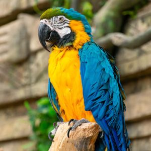 Blue Throated Macaw 3