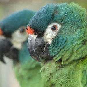 Blue-Winged Macaw