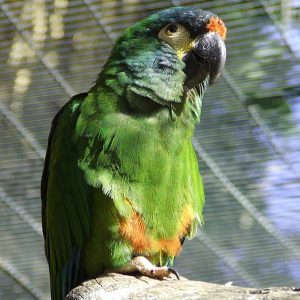 Blue-Winged Macaw