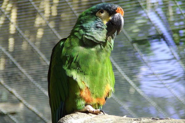 Blue-Winged Macaw