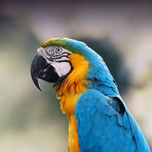 Blue and Gold Macaw