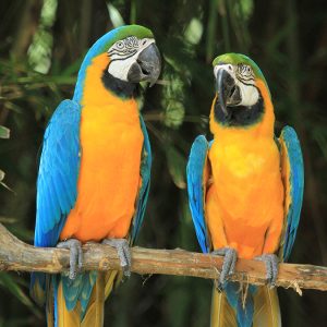 Blue and Gold Macaw 2