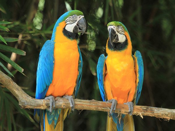 Blue and Gold Macaw 2