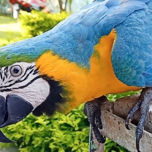 Blue and Gold Macaw 3