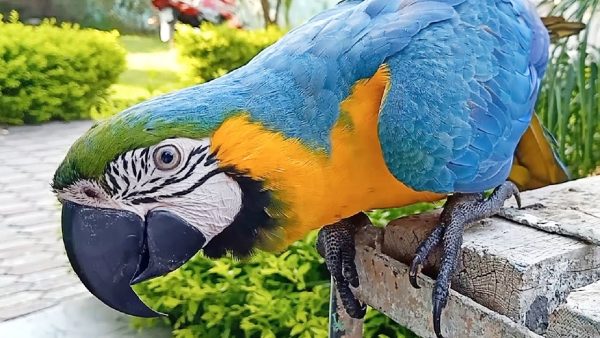 Blue and Gold Macaw 3