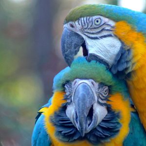 Blue and Gold Macaw 4