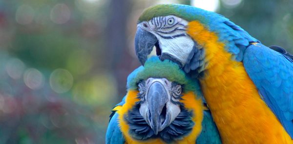 Blue and Gold Macaw 4