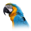 Blue and Gold Macaw