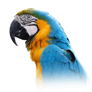 Blue and Gold Macaw