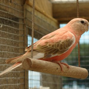 Bourkes Parrot