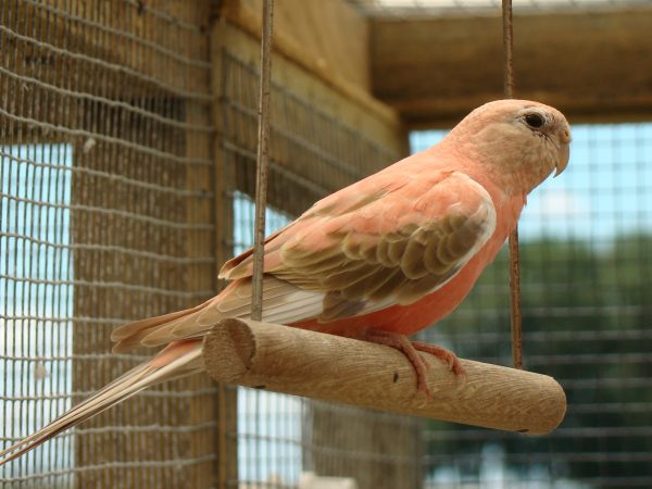 Bourkes Parrot