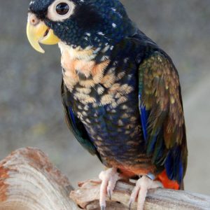 Bronze Winged Pionus 1