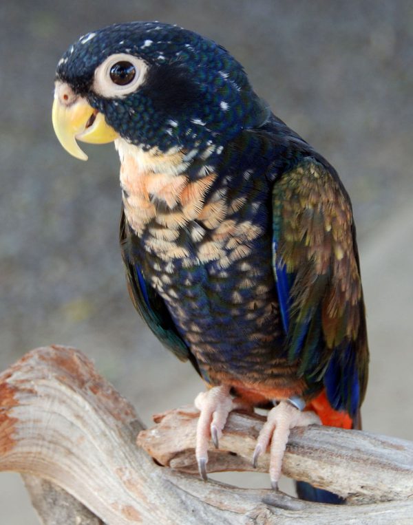 Bronze Winged Pionus 1