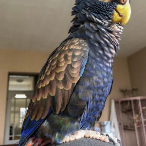 Bronze Winged Pionus 2