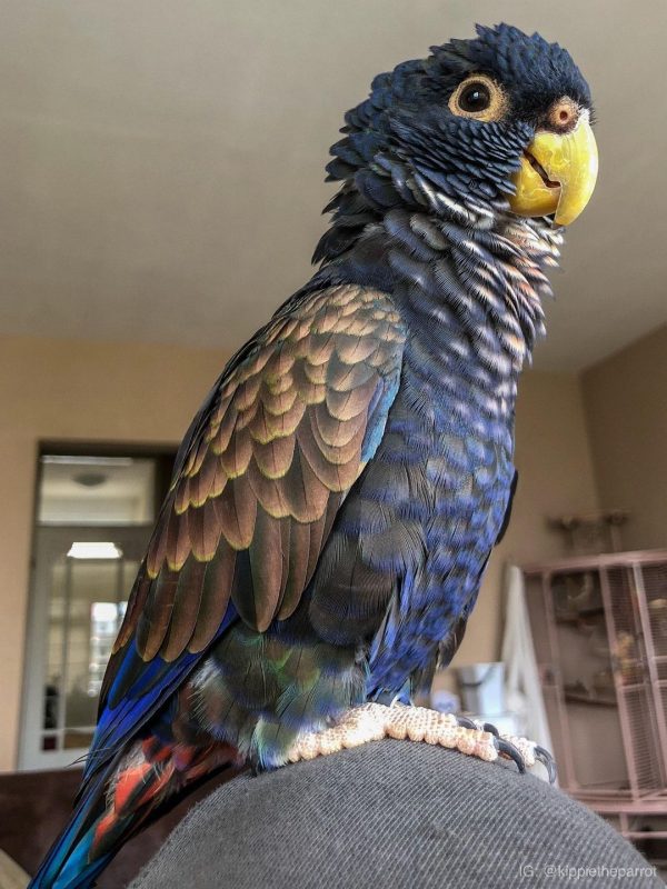 Bronze Winged Pionus 2