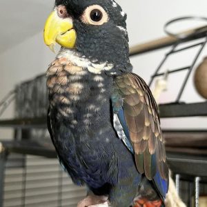 Bronze Winged Pionus 3