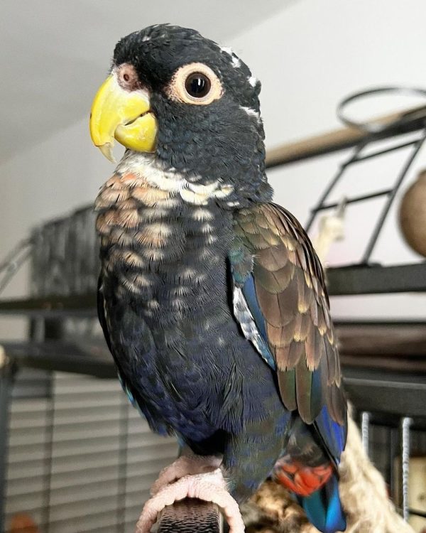 Bronze Winged Pionus 3