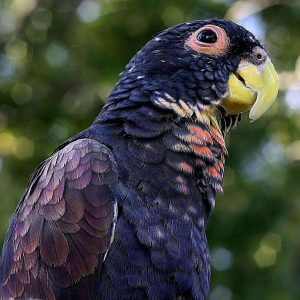 Bronze Winged Pionus