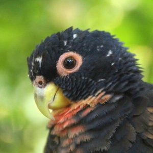 Bronze Winged Pionus