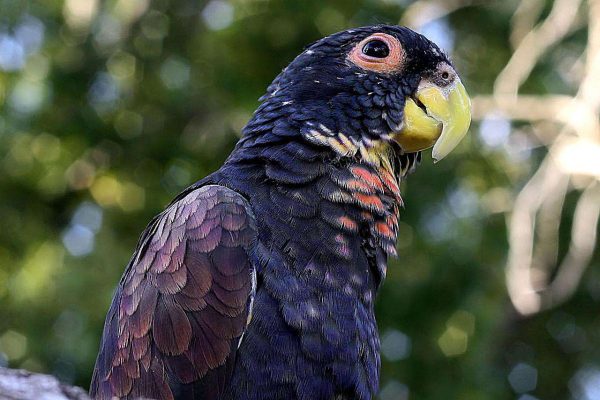 Bronze Winged Pionus