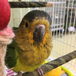 Brown Throated Conure