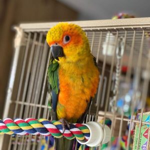 Brown Throated Conure 4