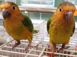 Brown Throated Conure