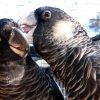 Carnabys Black Cockatoo