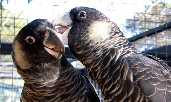 Carnabys Black Cockatoo