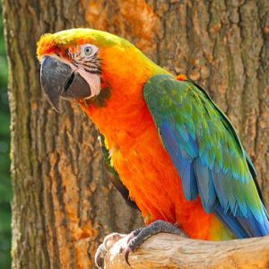 Catalina Macaw