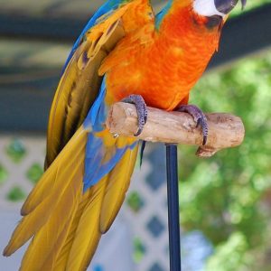 Catalina Macaw 2