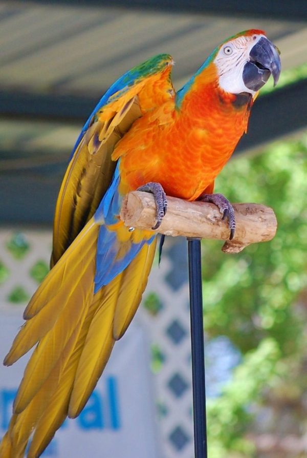 Catalina Macaw 2