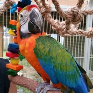 Catalina Macaw 3 1