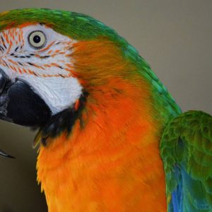 Catalina Macaw