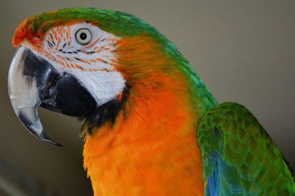 Catalina Macaw