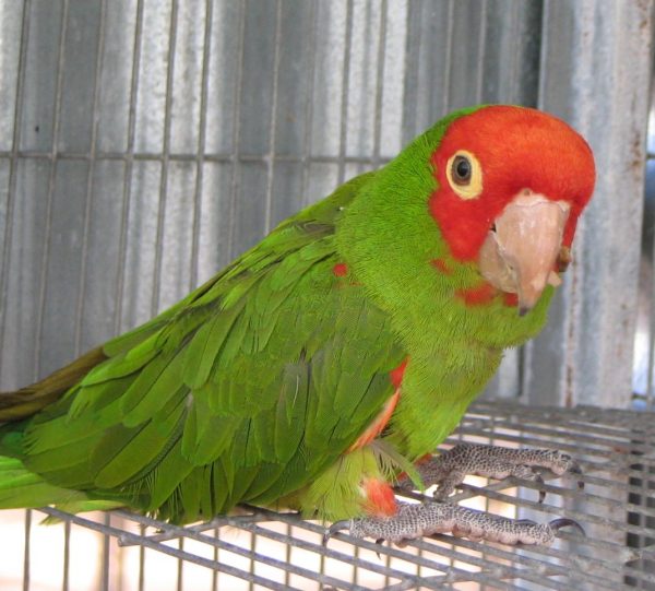 Cherry Headed Conure